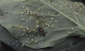 They prefer sweet foods like honeydew (a sugary liquid secreted by aphids), but will also eat other insects and flesh from dead animals. How To Conquer The Most Common Chili Pepper Pests In The Greenhouse Greenhouse Grower