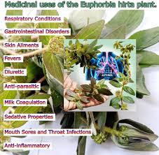 Image result for Euphorbia granulata