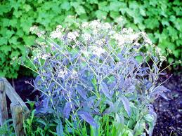 Image result for Alliaceae