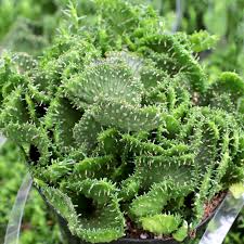 Image result for Euphorbia platycephala