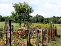 Ein Romantischer Bauerngarten Garten Bauerngarten Schattengarten