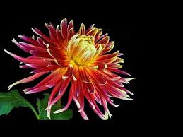 музыка из фильма мой ласковый и нежный зверь слушать Dorogie Druzya Poyavilis Moshenniki Kotorye Pytayutsya Torgovat Moimi Urokami Stavyat Moi Fio I Moi Foto No So Svoimi V 2020 G Muzyka Muzyka Serdca Mirovaya Muzyka