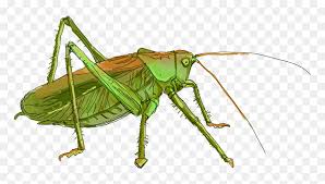 You can use them for free. Transparent Grasshopper Clipart Tettigonia Viridissima Drawing Hd Png Download Vhv