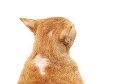 Hair loss can be divided into two distinct symptoms: 10 Cat Skin Problems Ideas Cat Skin Cat Skin Problems Skin Problems