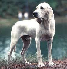 Ce chien calme est infatigable et. Chien Porcelaine Hound Chien Chien Porcelaine Races De Chiens