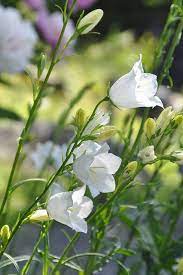 Peach Leaf Bellflower Alba White Gardens Cottage Garden Plants White Flowers