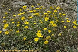 Image result for Glebionis