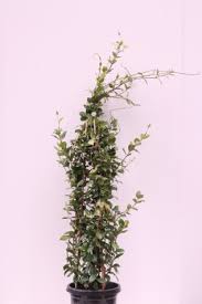 Is star jasmine a climber. Star Jasmine For Sale Thetreeshop Online Plant Nursery Melbourne