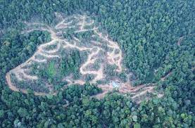 Penebangan liar secara ilegal di suatu kawasan hutan dapat menurunkan dan mengubah fungsi hutan. Hentikan Pemusnahan Hutan Banjaran Kledang Suaramerdeka 8 December 2019 Hentikan Pemusnahan Hutan Banjaran Kledang Kuala Lumpur Lagi Penerokaan Hutan Secara Haram Sahabat Alam Malaysia Sam Hari Ini Mendedahkan Satu Lagi Kawasan