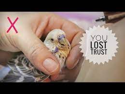 7 Ways To Lose Budgie S Trust Don T Do These Things Youtube Budgies Bird Pet Bird Cage Budgies