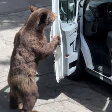 PHOTO OF THE WEEK: We're 'bearly' able to stand this ...