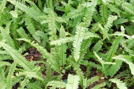 Image result for Polystichum