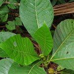 Image result for Leptactina involucrata