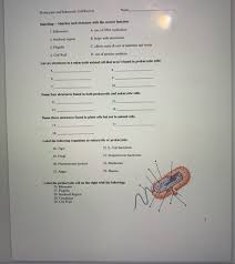 They are also found in cilia and flagella. Name Prokaryotic And Eukaryotic Cell Review Chegg Com
