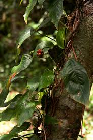 Image result for Culcasia falcifolia