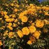 Sometimes a dream about a yellow flower might be a bad sign, indicating the end of your relationship with your loved one. 1