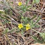 Image result for Cucumis ficifolius