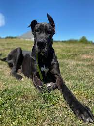 110 Large Dog Breeds Ideas Dog Breeds Large Dog Breeds Big Dogs