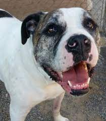 Adopt Buddy On Petfinder American Bulldog Mix American Bulldog Humane Society
