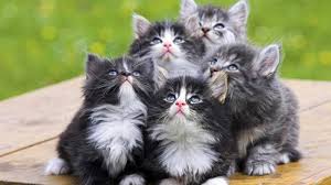 Sayangnya, vitamin untuk kucing ini kurang cocok untuk kucing hamil dan menyusui. Faktor Penyebab Bulu Kucing Rontok Pada Waktu Waktu Tertentu Tribun Pontianak