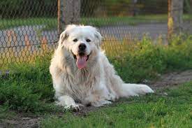 Check out our polish tatra sheepdog selection for the very best in unique or custom, handmade pieces from our home & living shops. Polish Tatra Sheepdog Complete Guide Info Pictures Care More Pet Keen