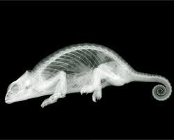 Pin By Fosterginger On Chameleons Xray Art X Ray Animal Skeletons