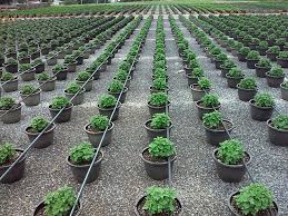 Lurgan Greenhouse S Annual Planting Display Is Stunning Orrstown Pa Plants Greenhouse Wildlife