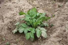 How do you plant potatoes in your garden. Tips And Tricks For Effectively Growing Potatoes In Your Garden East Idaho News