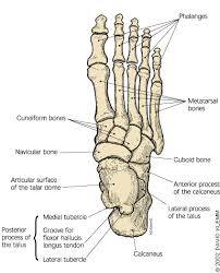 The talus has been described as having three main components: Foot Fractures That Are Frequently Misdiagnosed As Ankle Sprains American Family Physician