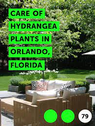 Learn Care Of Hydrangea Plants In Orlando Florida How To Guides Tips And Tricks Planting Hydrangeas Hydrangea Care Hydrangea Landscaping