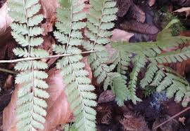 Image result for Dryopteris athamantica