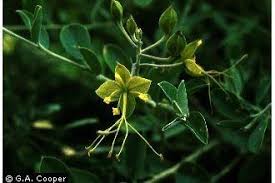 Image result for Cadaba natalensis