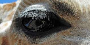 Purposefully mess up your eyebrows so longer hairs shoot up above where they should be. Why Do Caucasians And Indians Have Longer Eyelashes Thicker Eyebrows Than Asians Quora