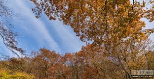 Peak foliage (minggu akhir oktober & awal november). Jatuh Cinta Dengan Musim Luruh Jeju