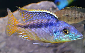 Gumtree Australia Aquarienfische Aquarium Fische Susswasserfische
