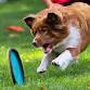 Performing Pups from Border Collies International