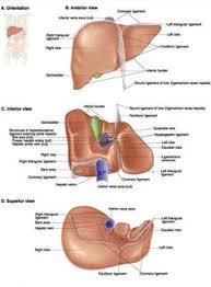 Tion is given to topographic anatomy, correlation between the organs and bones of the skeleton and nearby organs, which brings theoretical anato a plan, traditional in functional human anatomy. 170 Pdf Download Ideas In 2021 Anatomy And Physiology Human Anatomy And Physiology Medical Anatomy