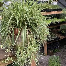 Image result for Chlorophytum velutinum