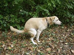 Maybe you would like to learn more about one of these? The Poop Problem What To Do With 10 Million Tons Of Dog Waste Live Science