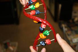 How To Make A Dna Model Project | Science Project Ideas