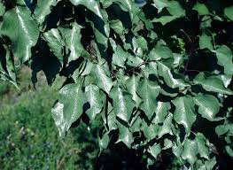 Q why do the leaves affected by silver leaf turn a silvery colour? Apricot Prunus Armeniaca Silver Leaf Pacific Northwest Pest Management Handbooks