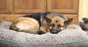 That is how much it cost for my st bernard to have one, but for smaller breeds the price. Best Dog Bed For German Shepherd Puppies Adults And Seniors