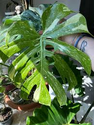 Just found this Thai constellation Monstera at Home Depot. Looks like a  leaf was clipped. Will it grow back or should I get rid of that stem?