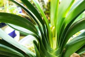 Image result for Clivia miniata