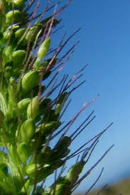 Image result for Setaria atrata
