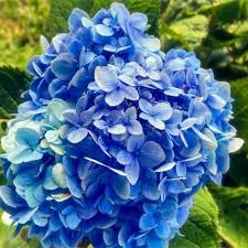 Image result for Hydrangea