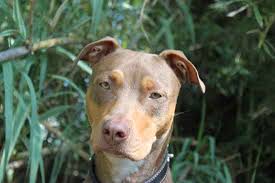 They do require a good pack leader that understands their needs and can exercise them daily. Champion The Doberman Terrier Designer Dog Photo Gallery 13720