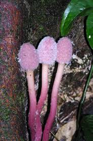 Image result for Sarcophyte