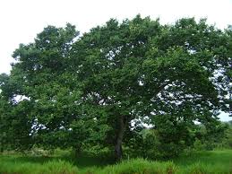 Image result for Hymenaea courbaril