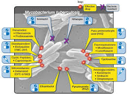 Tuberculosis is an ancient scourge that has evolved in lockstep with humans for more than ten millennia. Tuberculosis Drugs And Mechanisms Of Action Nih National Institute Of Allergy And Infectious Diseases